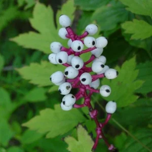 Doll's Eyes Bare Root Plant - White Baneberry Perennial Herb - Image 1