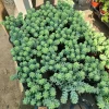 Donkey Tail Sedum Live Plant - Trailing Burro's Tail Succulent 4in Pot - Image 1