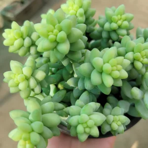 Donkey Tail Sedum Live Plant - Trailing Burro's Tail Succulent 4in Pot - Image 2