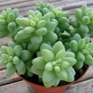 Donkey Tail Succulent Live Plant - Sedum Morganianum - 4 inch Pot - Easy Care Hanging Houseplant - Image 3