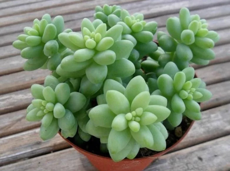 Donkey Tail Succulent Live Plant - Sedum Morganianum - 4 inch Pot - Easy Care Hanging Houseplant - Image 3