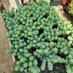 Donkey Tail Succulent Live Plant - Sedum Morganianum - 4 inch Pot - Easy Care Hanging Houseplant - Image 5
