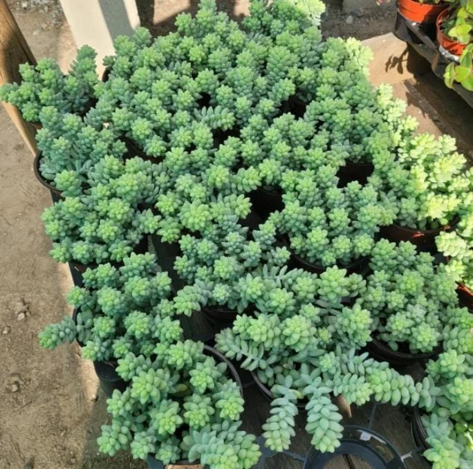 Donkey Tail Succulent Live Plant - Sedum Morganianum - 4 inch Pot - Easy Care Hanging Houseplant - Image 5