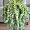 Donkey Tail Succulent Live Plant - Sedum Morganianum - 4 inch Pot - Easy Care Hanging Houseplant - Image 1
