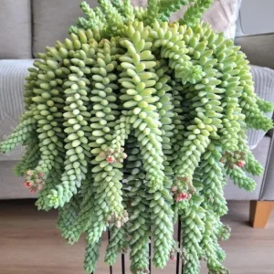 Donkey Tail Succulent Live Plant - Sedum Morganianum - 4 inch Pot - Easy Care Hanging Houseplant - Image 1