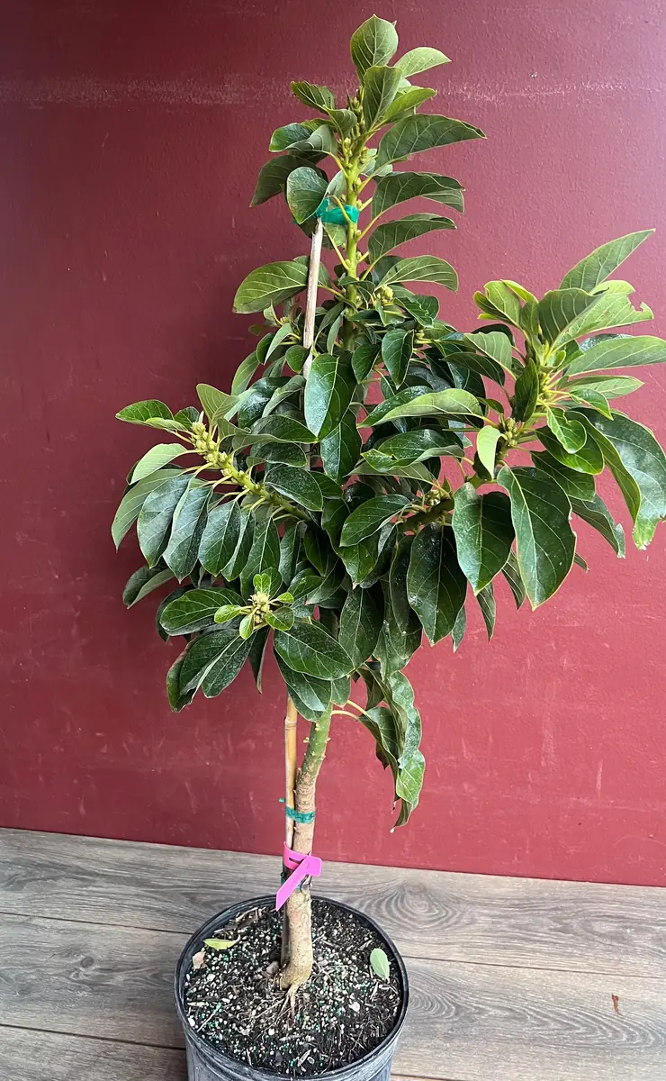 Donnie Avocado Tree - Grafted Live Fruit Plant in 3 Gallon Pot, Outdoor - Image 10