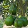 Donnie Avocado Tree - Grafted Live Fruit Plant in 3 Gallon Pot, Outdoor - Image 1