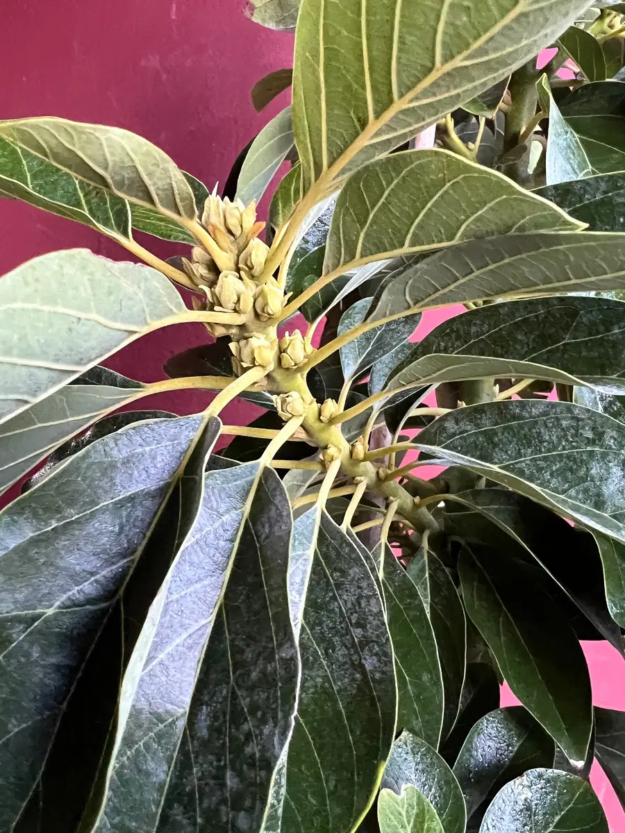 Donnie Avocado Tree - Grafted Live Fruit Plant in 3 Gallon Pot, Outdoor - Image 2