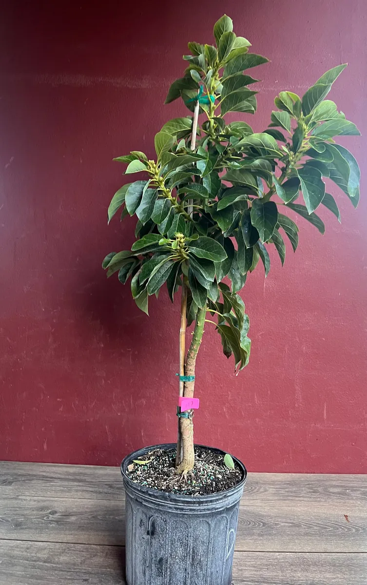 Donnie Avocado Tree - Grafted Live Fruit Plant in 3 Gallon Pot, Outdoor - Image 3
