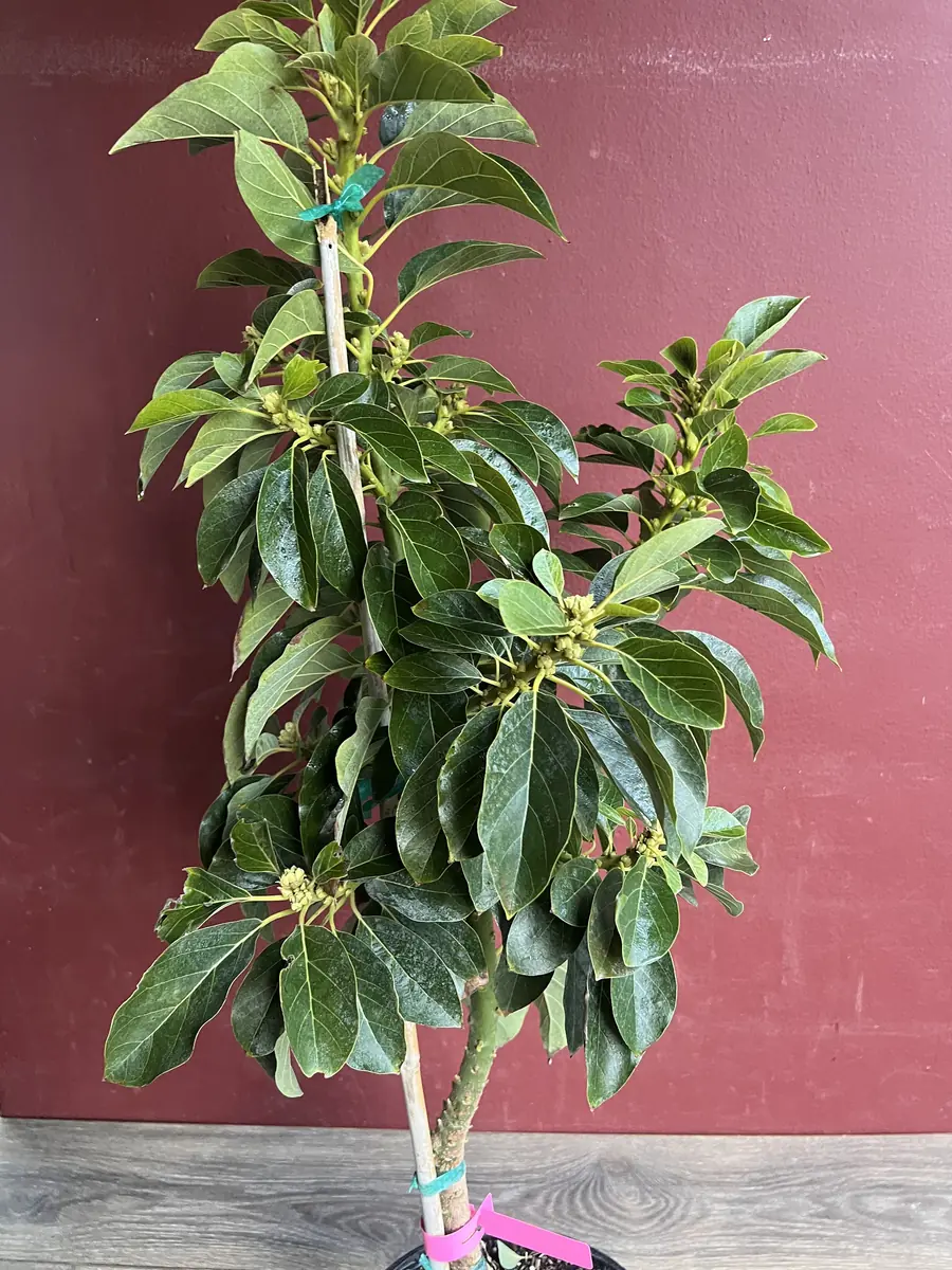 Donnie Avocado Tree - Grafted Live Fruit Plant in 3 Gallon Pot, Outdoor - Image 4