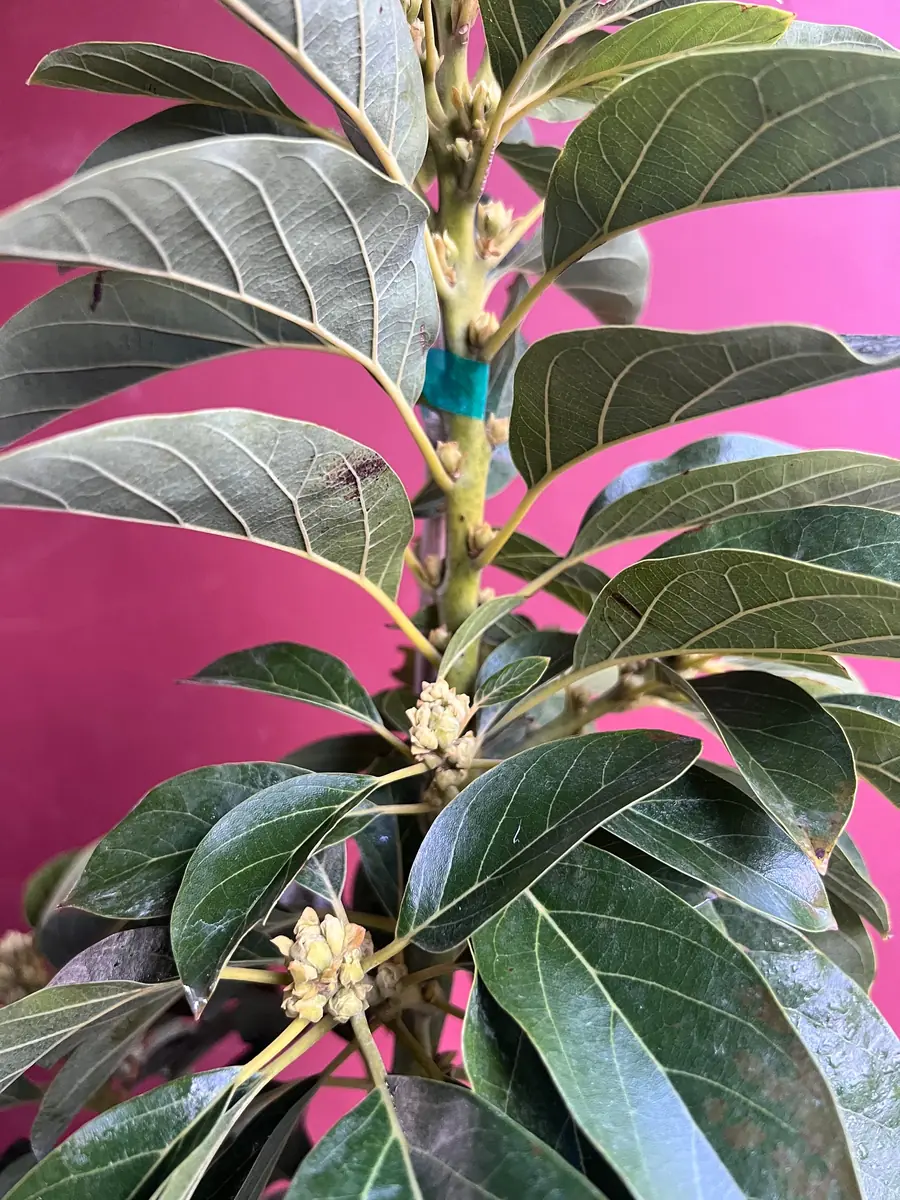 Donnie Avocado Tree - Grafted Live Fruit Plant in 3 Gallon Pot, Outdoor - Image 5