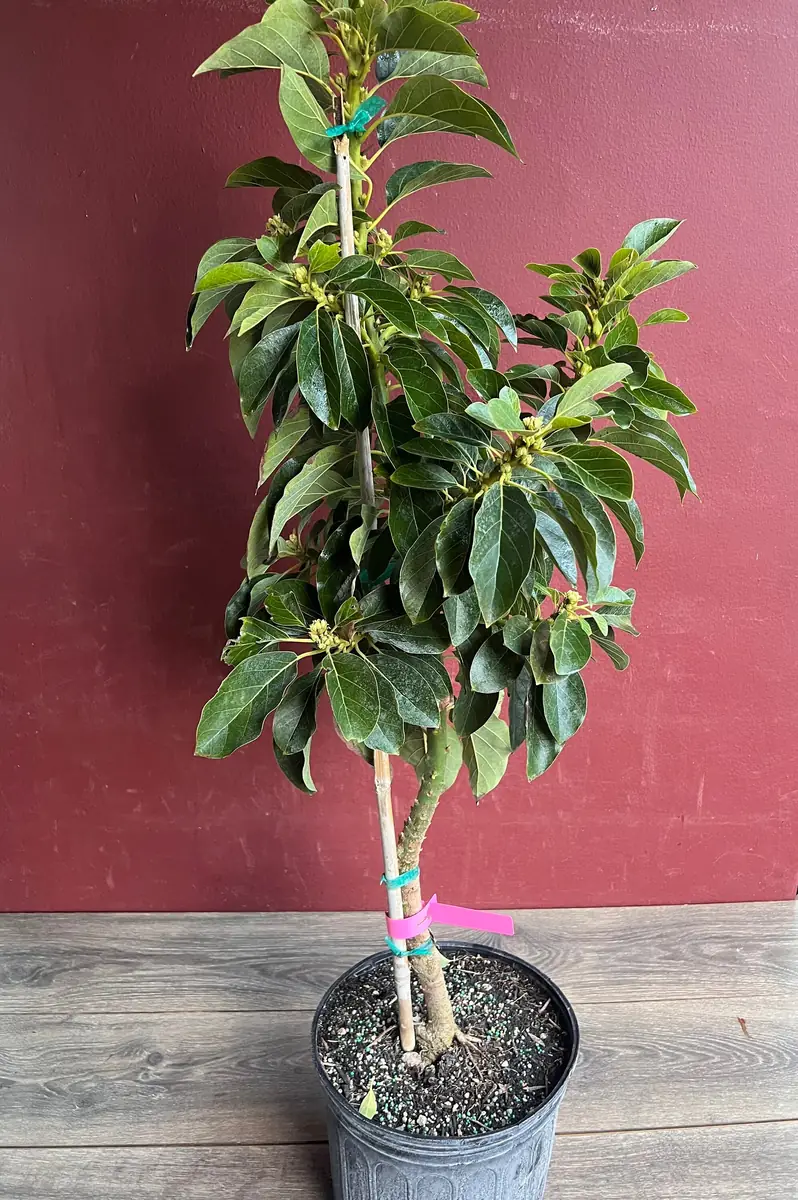 Donnie Avocado Tree - Grafted Live Fruit Plant in 3 Gallon Pot, Outdoor - Image 6