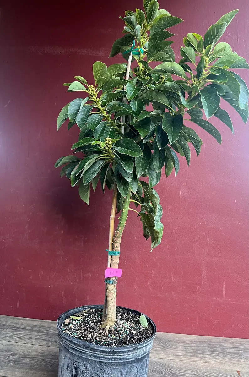Donnie Avocado Tree - Grafted Live Fruit Plant in 3 Gallon Pot, Outdoor - Image 8