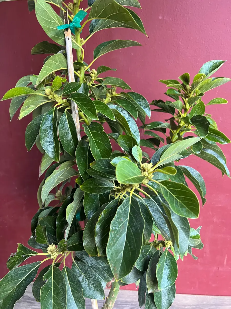 Donnie Avocado Tree - Grafted Live Fruit Plant in 3 Gallon Pot, Outdoor - Image 9