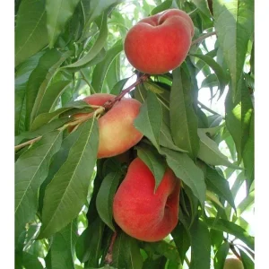 Donut Peach Tree Live Plant – 5 Gallon – 3-4 Feet Tall – Outdoor Fruit Tree - Image 1
