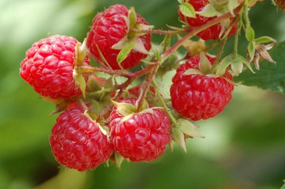 Dorman Red Raspberry Plant - 1 Live Bare Root Everbearing Starter - Image 2