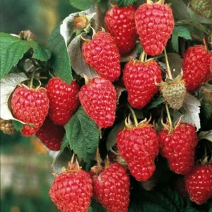 Dorman Red Raspberry Plant - 1 Live Bare Root Everbearing Starter - Image 6