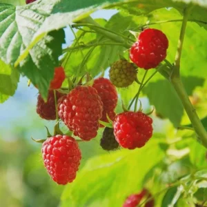 Dorman Red Raspberry Plant - 1 Live Bare Root Everbearing Starter - Image 8