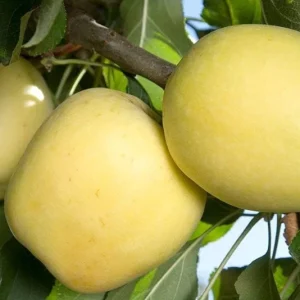 Dorsett Golden Apple Tree - Low Chill Live Plant - 3-4 Ft Tall - 3 Gallon Pot - Image 1