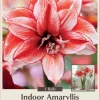 Double Amaryllis Bulb - Flamed Amadeus - Red & White Flowers - Large Bulb - Image 1