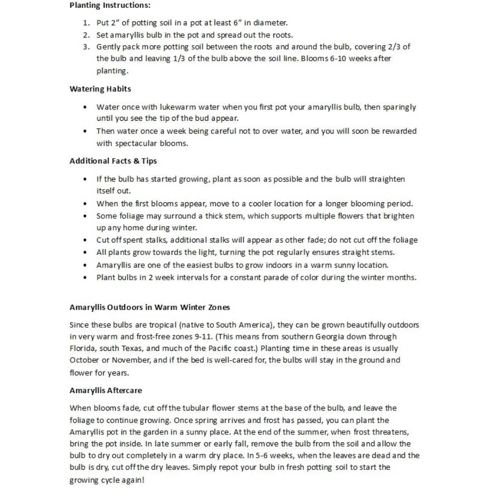 Double Amaryllis Bulb - Flamed Amadeus - Red & White Flowers - Large Bulb - Image 3