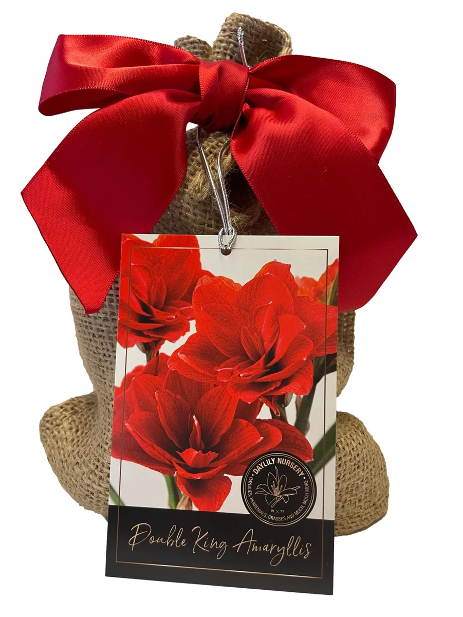 Double Amaryllis Bulb Gift Set - Burgundy Blooms, Easy to Grow, 28/30cm Bulb - Image 1