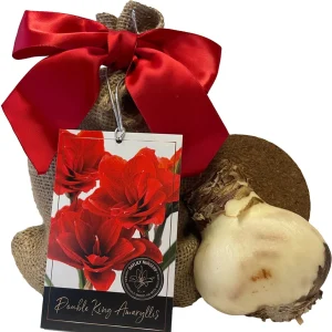 Double Amaryllis Bulb Gift Set - Burgundy Blooms, Easy to Grow, 28/30cm Bulb - Image 2
