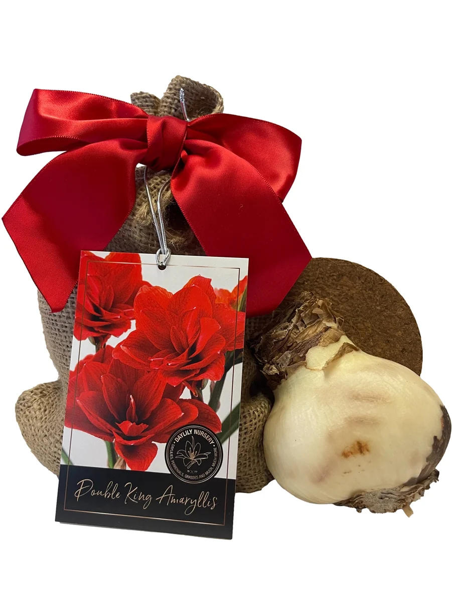 Double Amaryllis Bulb Gift Set - Burgundy Blooms, Easy to Grow, 28/30cm Bulb - Image 2