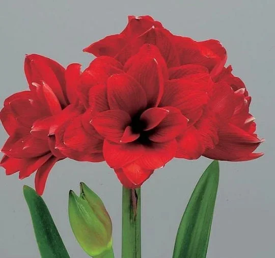 Double Amaryllis Bulb Gift Set - Burgundy Blooms, Easy to Grow, 28/30cm Bulb - Image 3