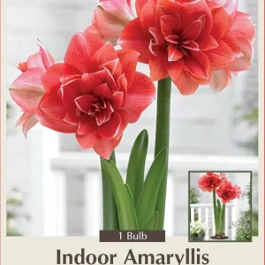 Double Amaryllis Bulb - Pink Double Dream - 32/34 cm - Indoor Flower Bulb - Image 1
