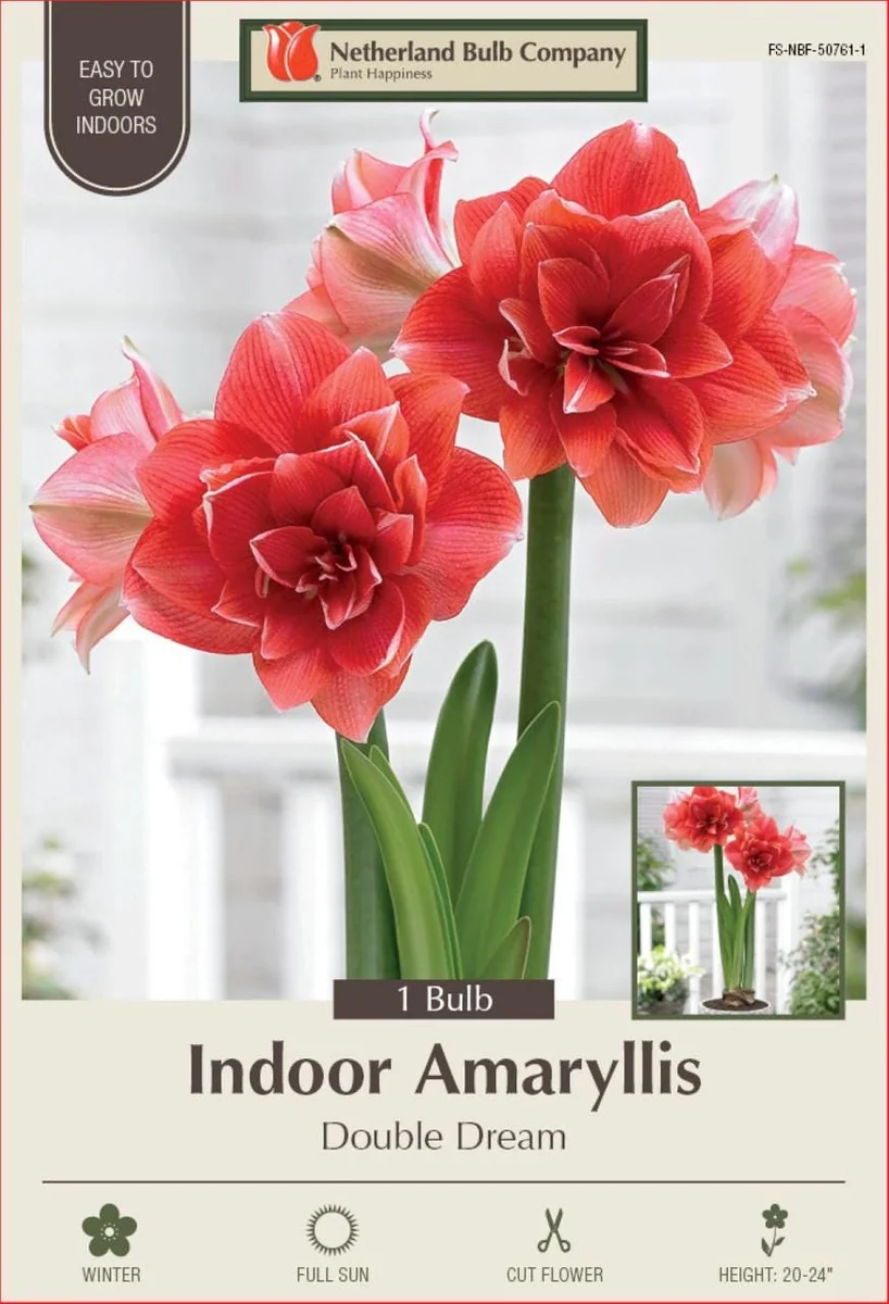 Double Amaryllis Bulb - Pink Double Dream - 32/34 cm - Indoor Flower Bulb - Image 1