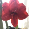 Double Amaryllis Bulb - Red Hippeastrum, 24/26cm Bulb, Indoor Houseplant - Image 1