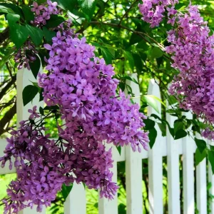 Double Blue Lilac Tree – Live Plant – 4in Pot – USDA Zones 3-7 – Outdoor Flowering Shrub - Image 4