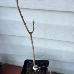 Double Blue Lilac Tree – Live Plant – 4in Pot – USDA Zones 3-7 – Outdoor Flowering Shrub - Image 6