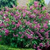 Double Blue Lilac Tree – Live Plant – 4in Pot – USDA Zones 3-7 – Outdoor Flowering Shrub - Image 1