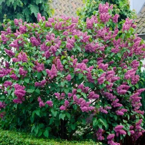 Double Blue Lilac Tree – Live Plant – 4in Pot – USDA Zones 3-7 – Outdoor Flowering Shrub - Image 1
