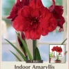Double Dragon Amaryllis Bulb - Scarlet Red Double Blooms - 34/+ cm Bulb - Image 1