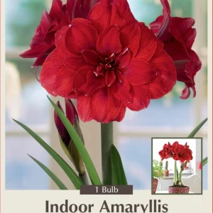 Double Dragon Amaryllis Bulb - Scarlet Red Double Blooms - 34/+ cm Bulb - Image 1
