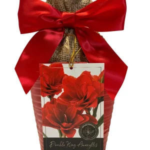 Double King Amaryllis Growing Kit - Red Ceramic Pot, Large Bulb, 20-24" Tall, Indoor - Image 1