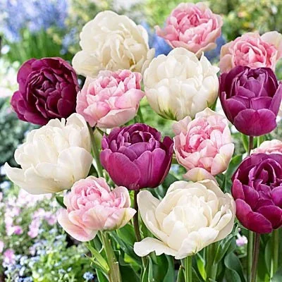 Double Late Mixture Tulip Bulbs - Tulipa Double Late - 12+/cm Bulbs - Zone 2-8 - Outdoor - Image 2