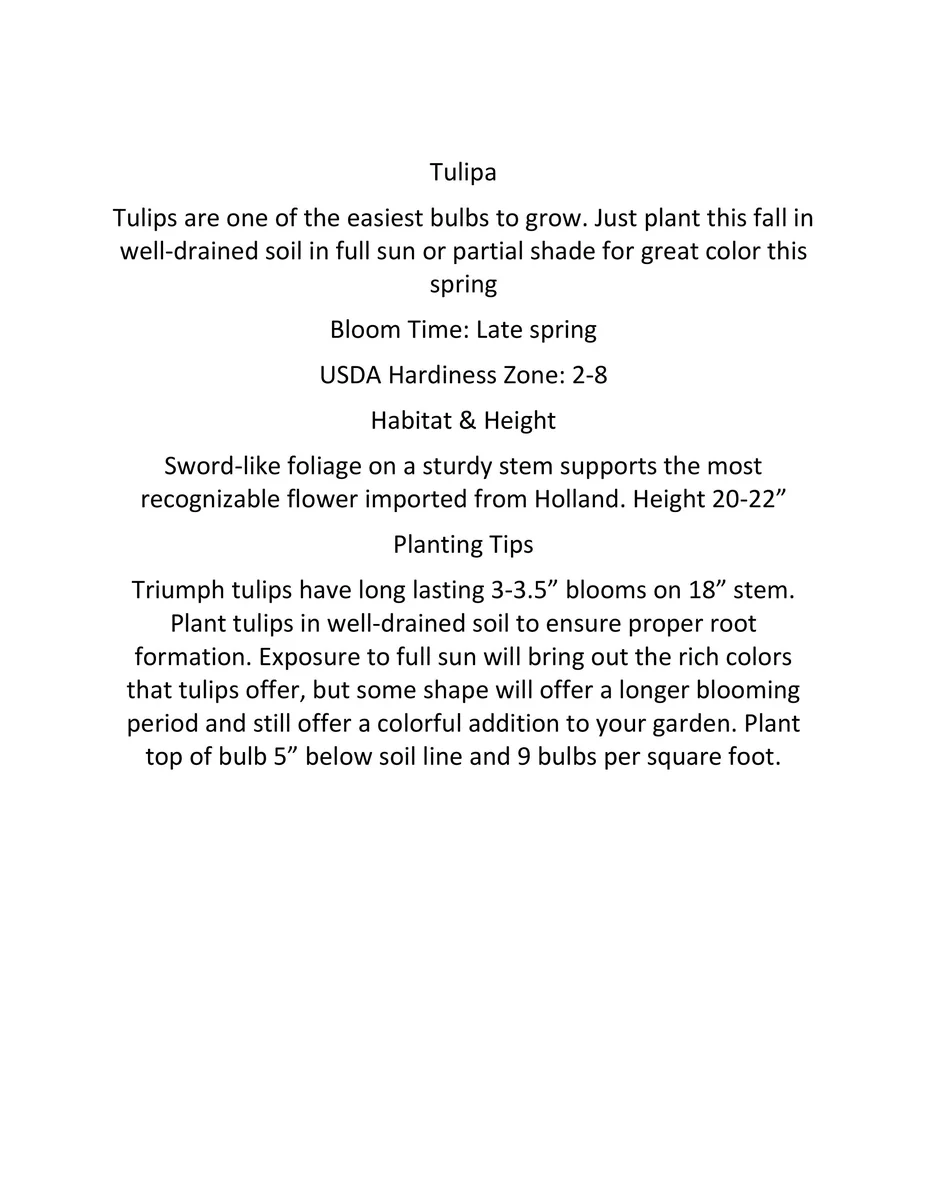 Double Late Mixture Tulip Bulbs - Tulipa Double Late - 12+/cm Bulbs - Zone 2-8 - Outdoor - Image 3