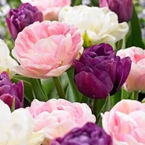 Double Late Mixture Tulip Bulbs - Tulipa Double Late - 12+/cm Bulbs - Zone 2-8 - Outdoor - Image 1