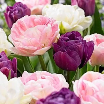 Double Late Mixture Tulip Bulbs - Tulipa Double Late - 12+/cm Bulbs - Zone 2-8 - Outdoor - Image 1