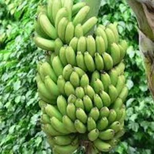 Double Mahoi Banana Plant - Edible Dwarf Cavendish Live Plant - Tropical Fruit Tree - Image 4