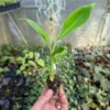 Double Mahoi Banana Plant Live Plant - Edible Dwarf Cavendish Starter - Image 1