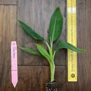 Double Mahoi Banana Plant Live Plant - Edible Dwarf Cavendish Starter - Image 2