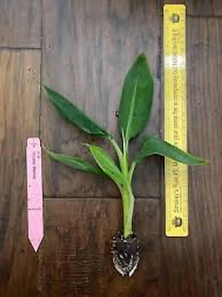 Double Mahoi Banana Plant Live Plant - Edible Dwarf Cavendish Starter - Image 2
