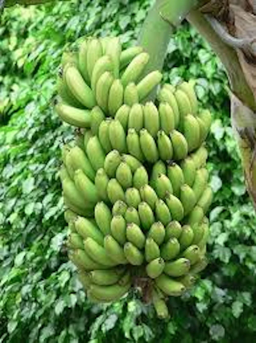 Double Mahoi Banana Plant Live Plant - Edible Dwarf Cavendish Starter - Image 4