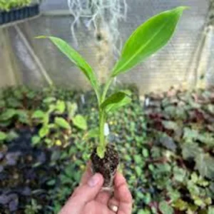 Double Mahoi Banana Plant Live Plant - Edible Dwarf Cavendish Starter - Image 5