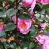 Double Mauve Camellia Live Plant - Fall Blooming, 4 inch Pot - Image 1